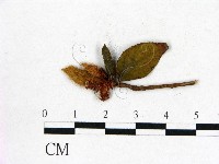 登錄號:F0020655藏品圖，第3張