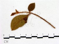 登錄號:F0020656藏品圖，第1張