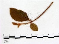 登錄號:F0020656藏品圖，第3張