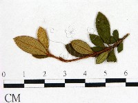 登錄號:F0020657藏品圖，第3張