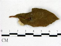 登錄號:F0020658藏品圖，第1張