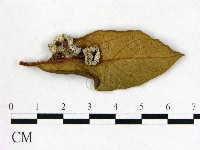 登錄號:F0020658藏品圖，第3張