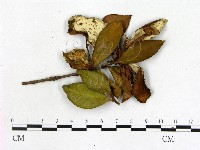 登錄號:F0020659藏品圖，第1張