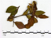 登錄號:F0020659藏品圖，第3張