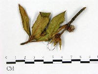 登錄號:F0020660藏品圖，第1張