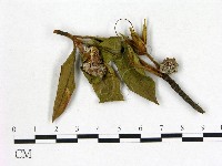 登錄號:F0020660藏品圖，第3張