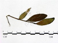 登錄號:F0020661藏品圖，第1張