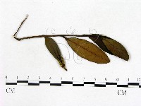 登錄號:F0020661藏品圖，第3張