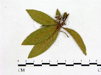 登錄號:F0020662藏品圖，第1張
