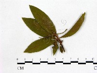 登錄號:F0020662藏品圖，第3張