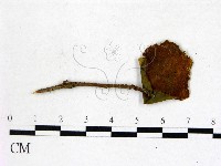 登錄號:F0020663藏品圖，第1張