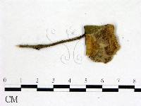 登錄號:F0020663藏品圖，第3張