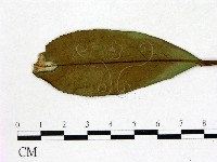 登錄號:F0020664藏品圖，第1張