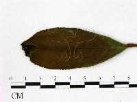 登錄號:F0020664藏品圖，第3張