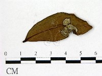 登錄號:F0020665藏品圖，第1張