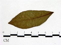 登錄號:F0020667藏品圖，第3張