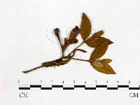 登錄號:F0020668藏品圖，第3張