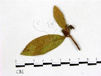 登錄號:F0020669藏品圖，第1張