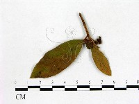 登錄號:F0020669藏品圖，第3張