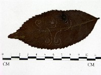 登錄號:F0020672藏品圖，第3張