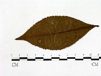 登錄號:F0020673藏品圖，第3張