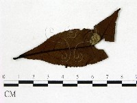 登錄號:F0020674藏品圖，第3張