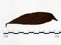登錄號:F0020675藏品圖，第1張