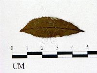 登錄號:F0020676藏品圖，第1張