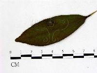 登錄號:F0020677藏品圖，第1張