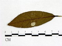 登錄號:F0020677藏品圖，第3張