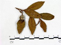 登錄號:F0020678藏品圖，第1張