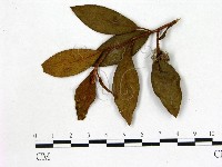 登錄號:F0020678藏品圖，第3張