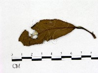 登錄號:F0020679藏品圖，第1張
