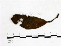 登錄號:F0020679藏品圖，第3張