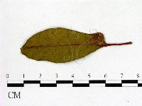 登錄號:F0020680藏品圖，第1張