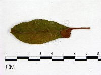 登錄號:F0020680藏品圖，第3張