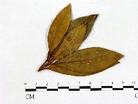 登錄號:F0020681藏品圖，第1張