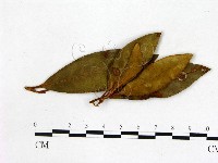 登錄號:F0020681藏品圖，第3張