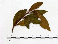 登錄號:F0020682藏品圖，第1張