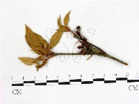 登錄號:F0020683藏品圖，第1張