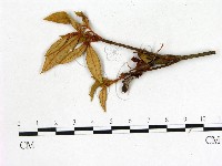 登錄號:F0020683藏品圖，第3張