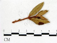 登錄號:F0020684藏品圖，第1張