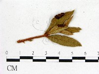 登錄號:F0020684藏品圖，第3張