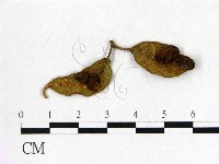 登錄號:F0020685藏品圖，第1張