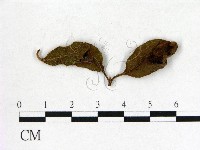 登錄號:F0020685藏品圖，第3張