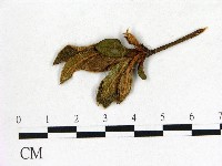 登錄號:F0020686藏品圖，第1張