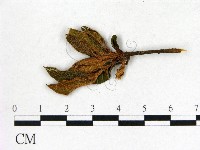 登錄號:F0020686藏品圖，第3張