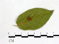 登錄號:F0020687藏品圖，第1張