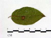 登錄號:F0020687藏品圖，第3張