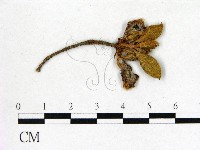 登錄號:F0020688藏品圖，第1張